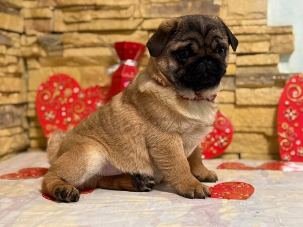 Arizon Pug Arizon Pug