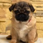 Arizon-male-Pug-puppy-for-sale-5