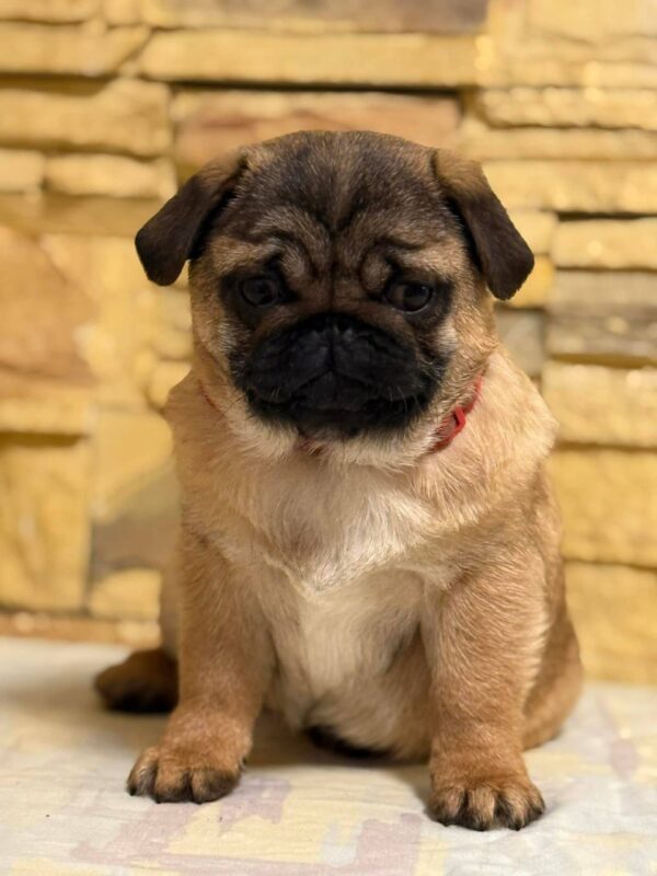 Arizon Pug Arizon Pug