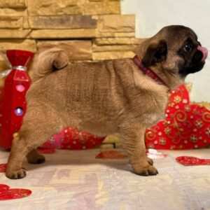 Arizon Pug Arizon Pug