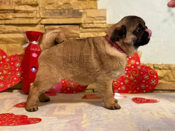 Arizon Pug Arizon Pug