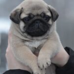 Arod-male-pug-puppy-for-sale-1 (2)