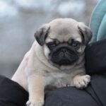 Arod-male-pug-puppy-for-sale-1 (3)
