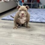 Augustin-male-American-Bully-puppy-for-sale-1