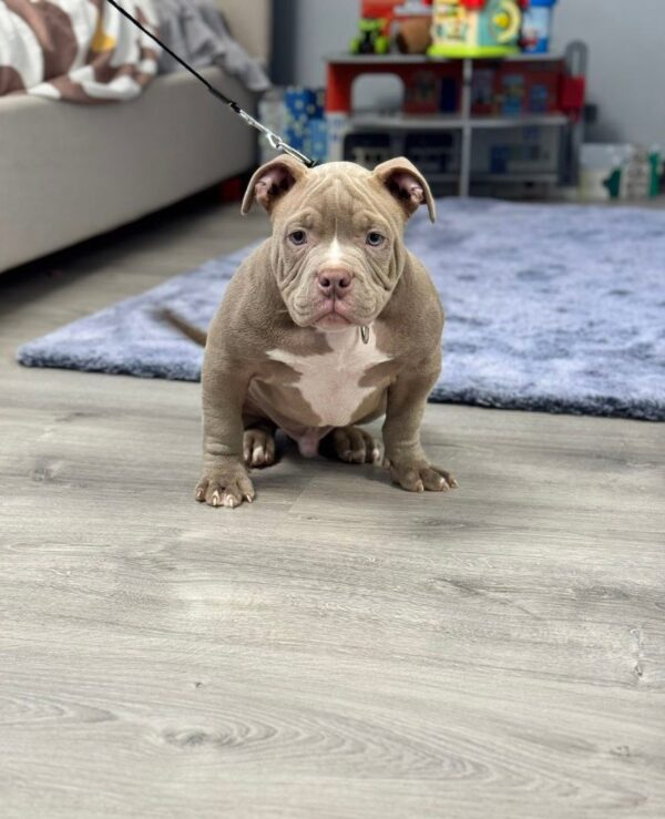 Augustin American Bully Augustin American Bully