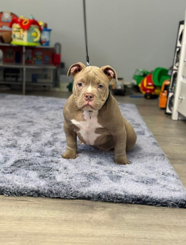 Augustin American Bully Augustin American Bully