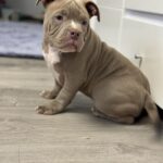 Augustin-male-American-Bully-puppy-for-sale-3