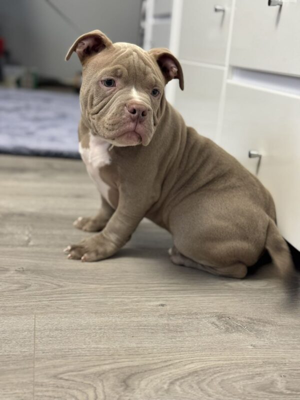 Augustin American Bully Augustin American Bully