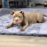 Augustin-male-American-Bully-puppy-for-sale-4