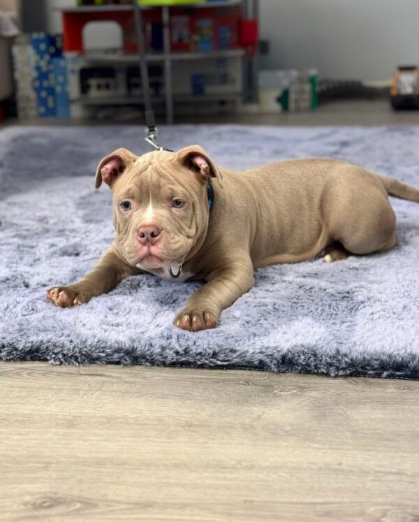 Augustin American Bully Augustin American Bully