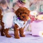 Aurora-female-toy-poodle-puppy-for-sale-1 (1)