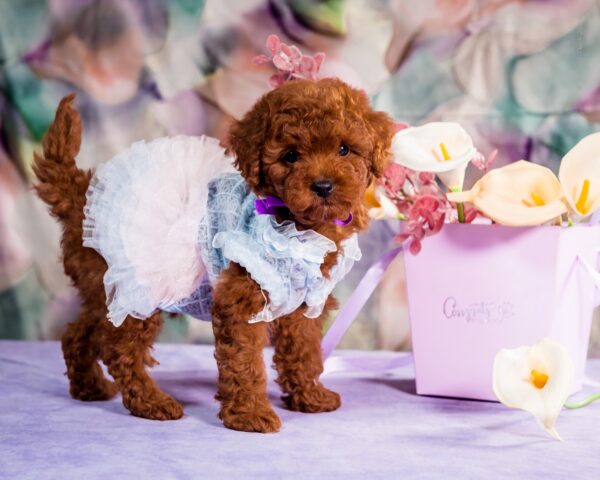 Aurora Toy Poodle Aurora Toy Poodle