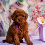 Aurora-female-toy-poodle-puppy-for-sale-1 (2)
