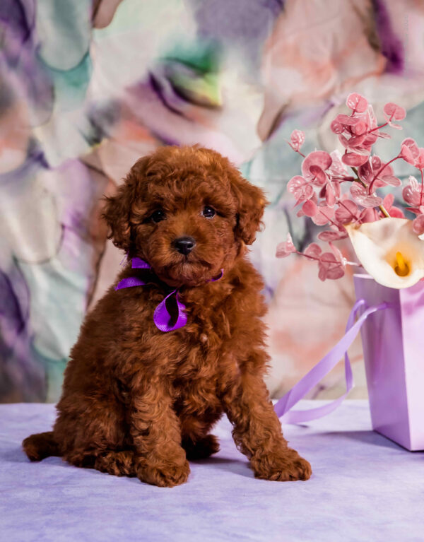 Aurora Toy Poodle Aurora Toy Poodle