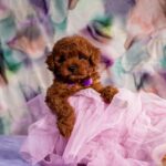Aurora-female-toy-poodle-puppy-for-sale-1 (3)