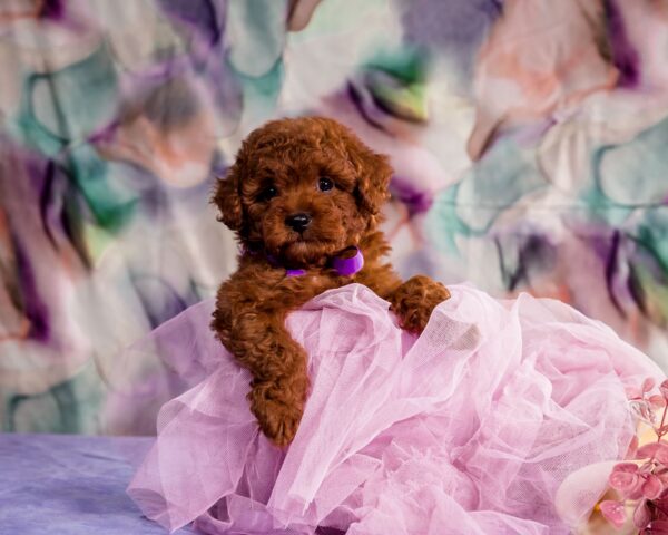 Aurora Toy Poodle Aurora Toy Poodle