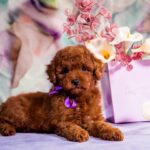 Aurora-female-toy-poodle-puppy-for-sale-1 (4)