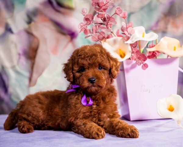 Aurora Toy Poodle Aurora Toy Poodle
