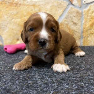 Barbie Cavapoo Barbie Cavapoo