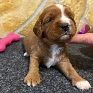 Barbie Cavapoo Barbie Cavapoo