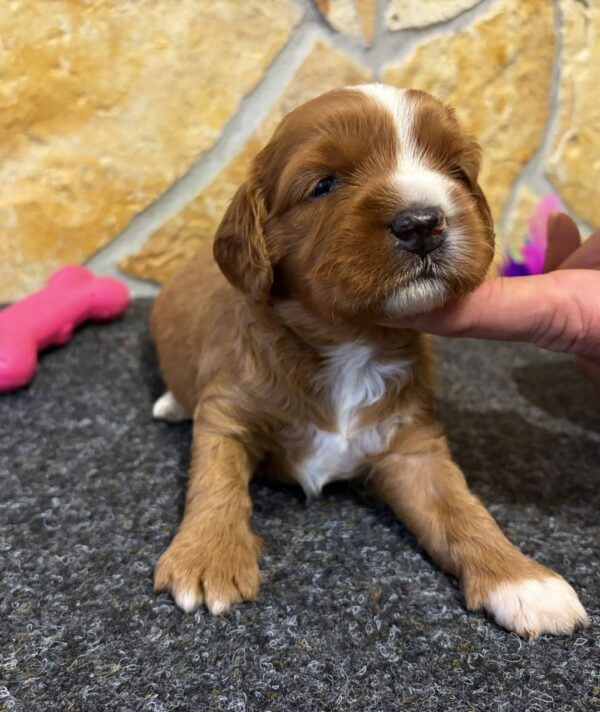 Barbie Cavapoo Barbie Cavapoo