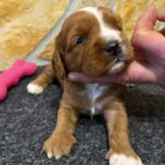 Barbie-female-cavapoo-puppy-for-sale- (3)