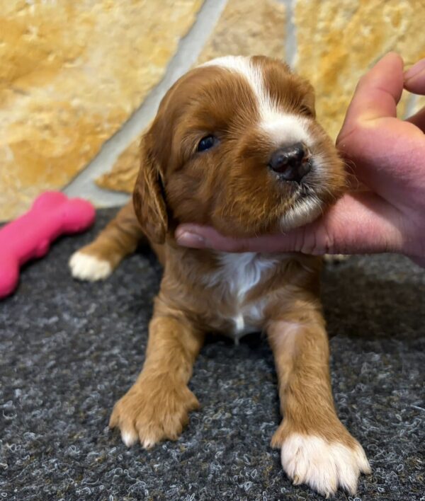 Barbie Cavapoo Barbie Cavapoo