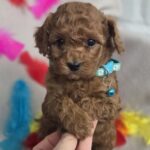 Barney-male-toy-poodle-puppy-for-sale-1 (1)