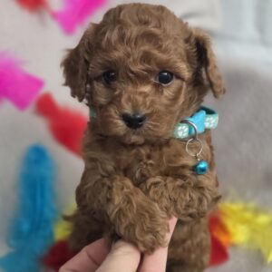 Barney Toy Poodle Barney Toy Poodle