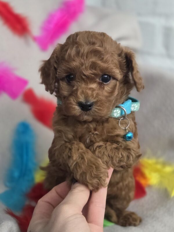 Barney Toy Poodle Barney Toy Poodle