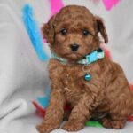 Barney-male-toy-poodle-puppy-for-sale-1 (2)