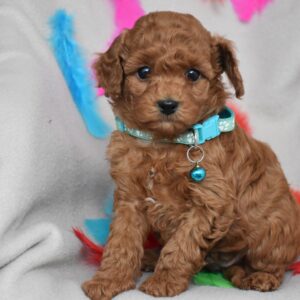 Barney Toy Poodle Barney Toy Poodle