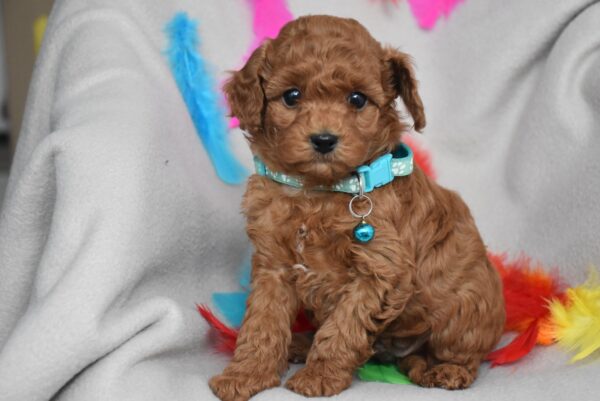 Barney Toy Poodle Barney Toy Poodle