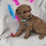 Barney-male-toy-poodle-puppy-for-sale-1 (3)