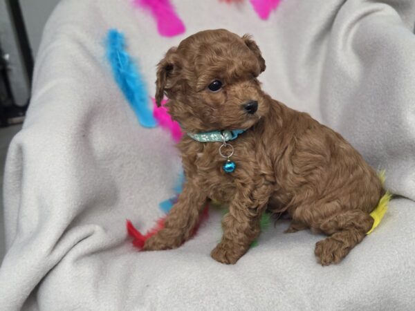 Barney Toy Poodle Barney Toy Poodle