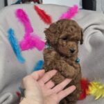 Barney-male-toy-poodle-puppy-for-sale-1 (4)