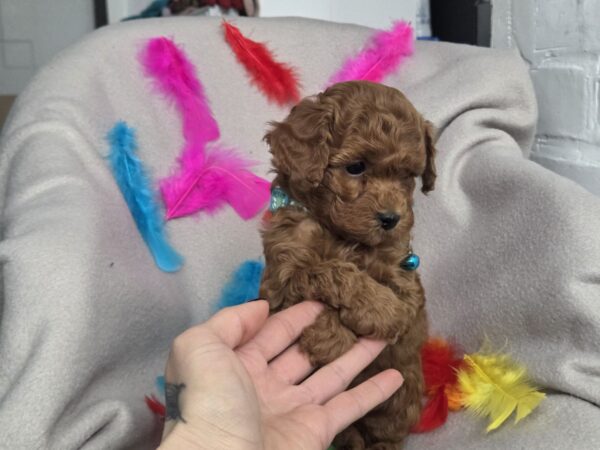 Barney Toy Poodle Barney Toy Poodle