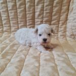 Baul-male-bichon-frise-puppy-for-sale-1 (1)