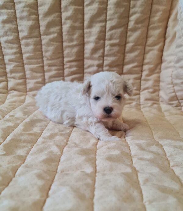 Baul Bichon Frise Baul Bichon Frise