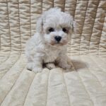 Baul-male-bichon-frise-puppy-for-sale- (1)