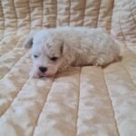 Baul-male-bichon-frise-puppy-for-sale-1 (2)