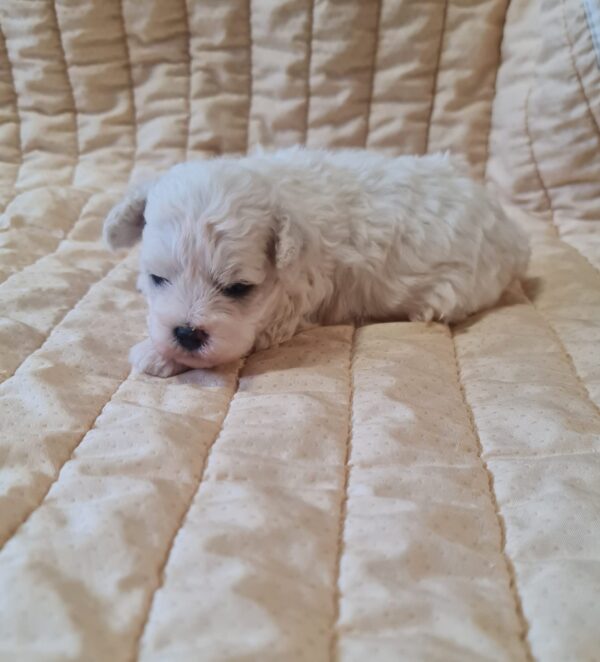 Baul Bichon Frise Baul Bichon Frise