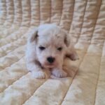 Baul-male-bichon-frise-puppy-for-sale-1 (3)