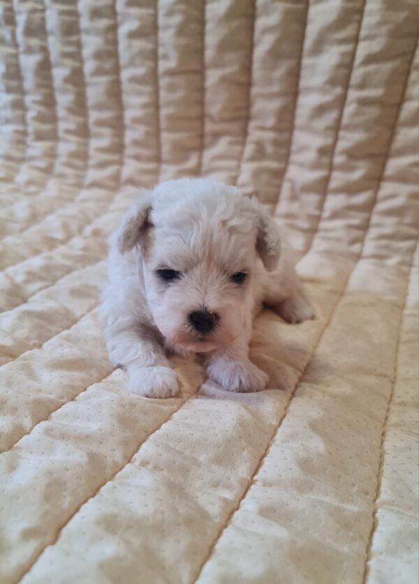 Baul Bichon Frise Baul Bichon Frise