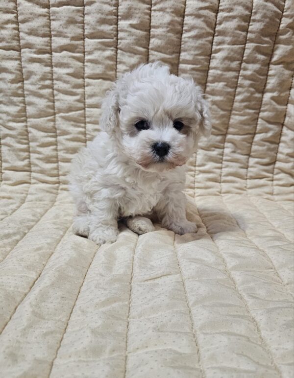 Baul Bichon Frise Baul Bichon Frise