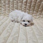Baul-male-bichon-frise-puppy-for-sale- (2)