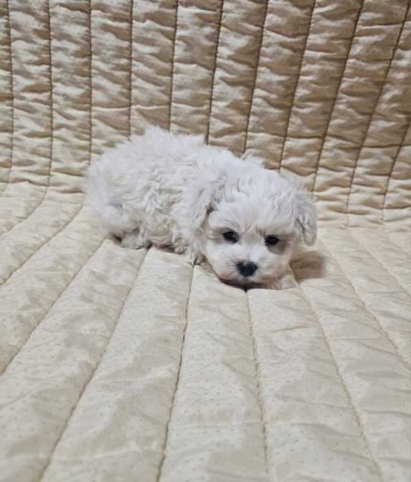 Baul Bichon Frise Baul Bichon Frise