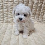 Baul-male-bichon-frise-puppy-for-sale- (3)
