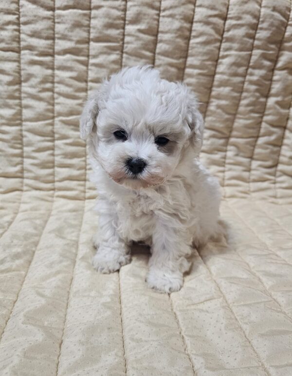 Baul Bichon Frise Baul Bichon Frise