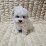 Baul-male-bichon-frise-puppy-for-sale- (4)